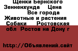 Щенки Бернского Зенненхунда  › Цена ­ 40 000 - Все города Животные и растения » Собаки   . Ростовская обл.,Ростов-на-Дону г.